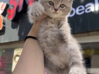 British shorthair lilac top kafa erkek