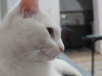 1 Yaşında Ankara kedisi Görüşülür