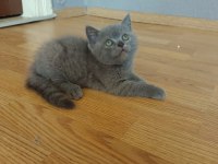 British shorthair erkek yavrumuz