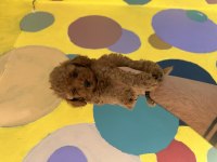 A kalite orjinal sağlıklı poodle