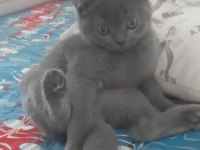 3.5 aylık erkek british shorthair