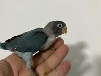 10 Adet Sevda Papağanı