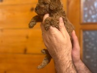 Toy poodle
