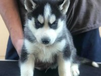 Safkan Husky yavrularım