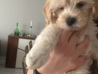 Bebeğimize yuva arıyoruz maltipoo
