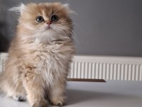 British Longhair Golden Yavrumuz Full Şecereli