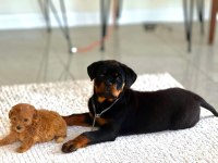 Maltipoo Dişi Erkek Bebekler