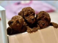 Orjinal 0 Numara Toy Poodle Yavrularımız