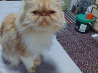 İran persian dişi kedimiz