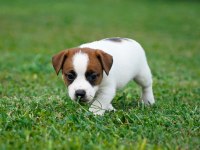 FCI(KIF) Şecereli Safkan Kısa Tüylü Jack Rusell Terrier