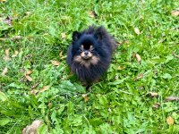 Pomeranian boo black & tan