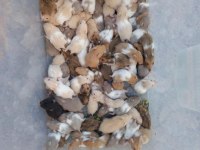 Aynı Gün Adrese Teslim Hamster Yavru ve Setleri