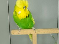 Show jumbo muhabbet kuşu