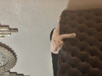 Ankara kedisi kızımızı çiftleştirmek için damat aranıyor