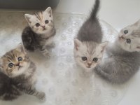 British shorthair bebiş kediler