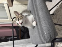 Oyuncu Ve Sevimli Yavru Kedi
