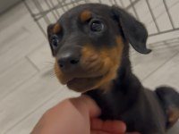 3 aylık doberman
