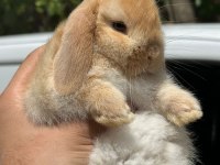 Cüce mini ve Hollanda lop tavşanları gonderılır