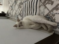 Blue Point Erkek British Shorthair
