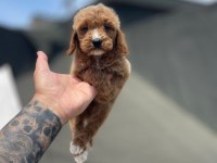 MALTİPOO YAVRU