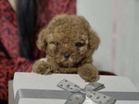 Toy Poodle Bakımlı