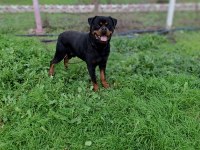 A şecereli üretim izinli korumacı erkek rottweiler