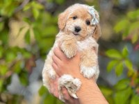 DAHA GÜZELİ OLMAYAN KORE MALTİPOO YAVRULARIMIZ