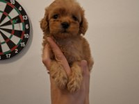 ORJİNAL SIFIR NUMARA MALTİPOO BEBEKLER