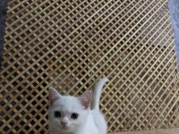 PAMUK BEYAZLIĞINDA BRITISH SHORTHAİR