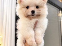 OYUNCAK GİBİ POMERANİAN BOO