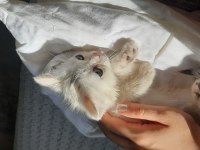 Yavru british shorthair kedisi