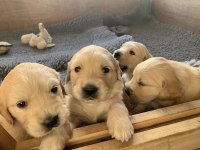 Dişi ve Erkek Golden Retriever Bebeklerimiz