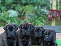 Profesyonel üretim çifliğinden cane Corso kapıda ödeme