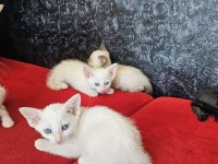2 AYLIK YAVRU MELEZ KEDİLER