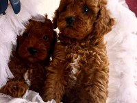 Toy poodle bütün eşyaları ile birlikte verilecektir