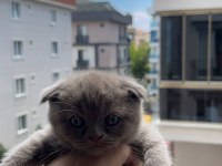 Beylikdüzü 2 aylık yavru scottish fold