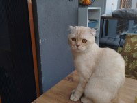 Scottish Fold Oğlumuz Tarçın