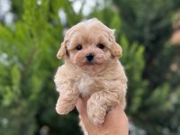 Ankaranın en güzel maltipoo yavruları
