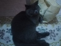 Es arıyoruz british shorthair kedimize