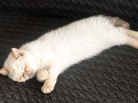 8 aylık çok uysal exotic shorthair
