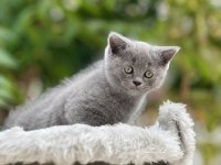 British shorthair bebekler
