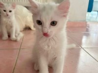 BAKMADAN GEÇMEYİN BRİTİSH YAVRULARIMIZA