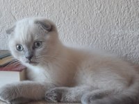 Dişi blue point sakin scottish fold yavru