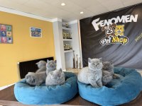 En Güzel British Shorthair Yavrular Ankara