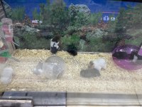 Yavru ve yetişkin hamster