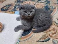 Minnoş scottish fold kedim