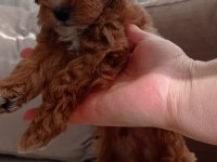 Toy poodle yavru köpekler