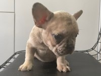 Dişi ve erkek her renkte mevcut french bulldog yavrularım