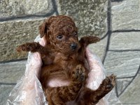 Core toy poodle köpeği