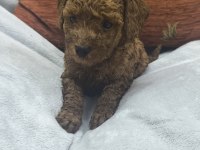 Bebek Köpeklerim Siz Yeni Ailesiyle Tanışmaya Hazır